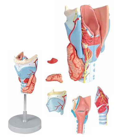 Larynx Model, 2 Times Enlarged 5 Parts